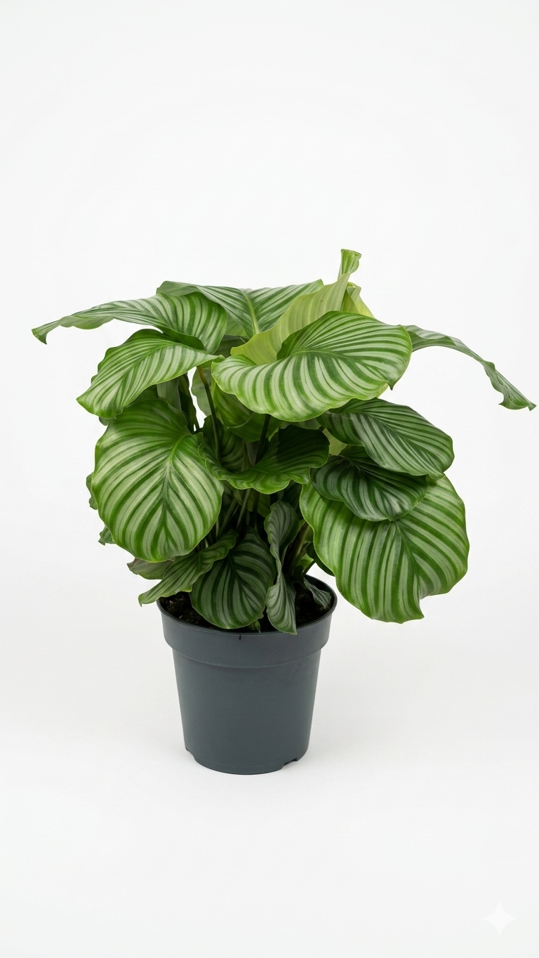 CALATHEA P27