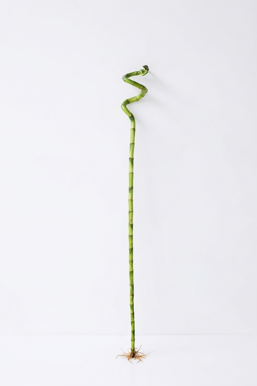 DRACAENA SANDERIANA BAMBU