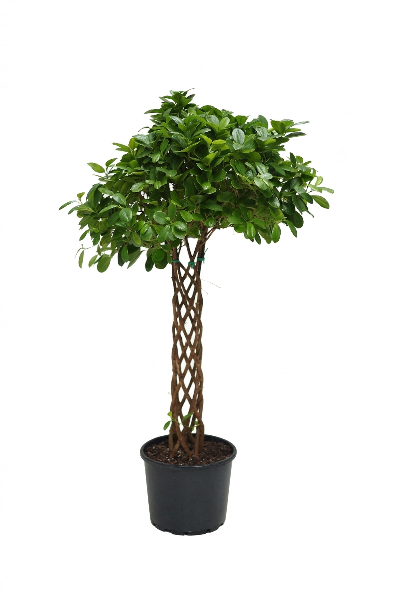 FICUS MIX P28 ÖRGÜLÜ