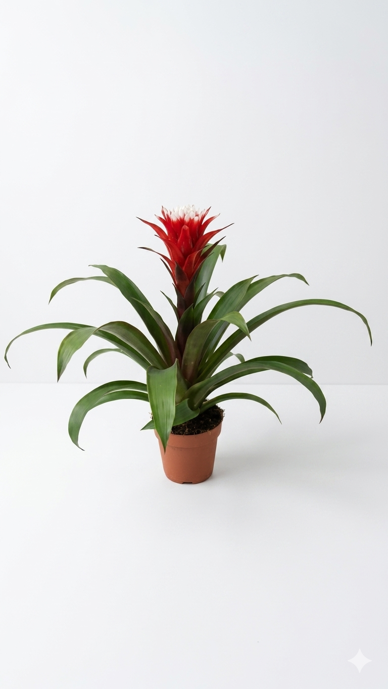 GUZMANIA KIRMIZI YILDIZ ORTA BOY