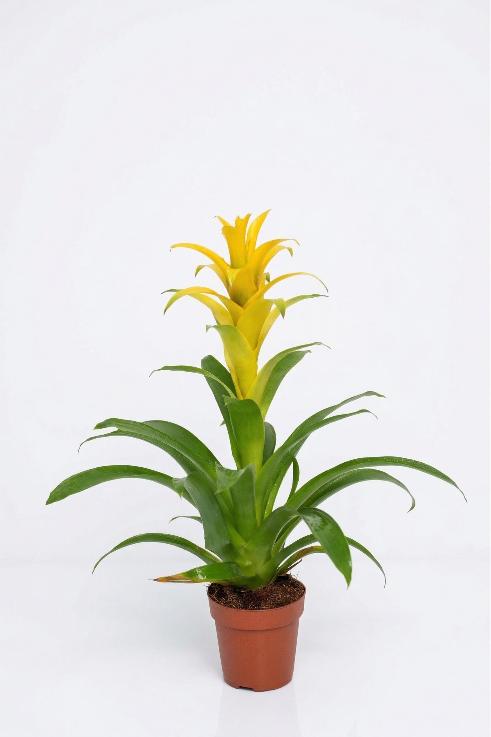 GUZMANIA KIRMIZI YILDIZ ORTA BOY