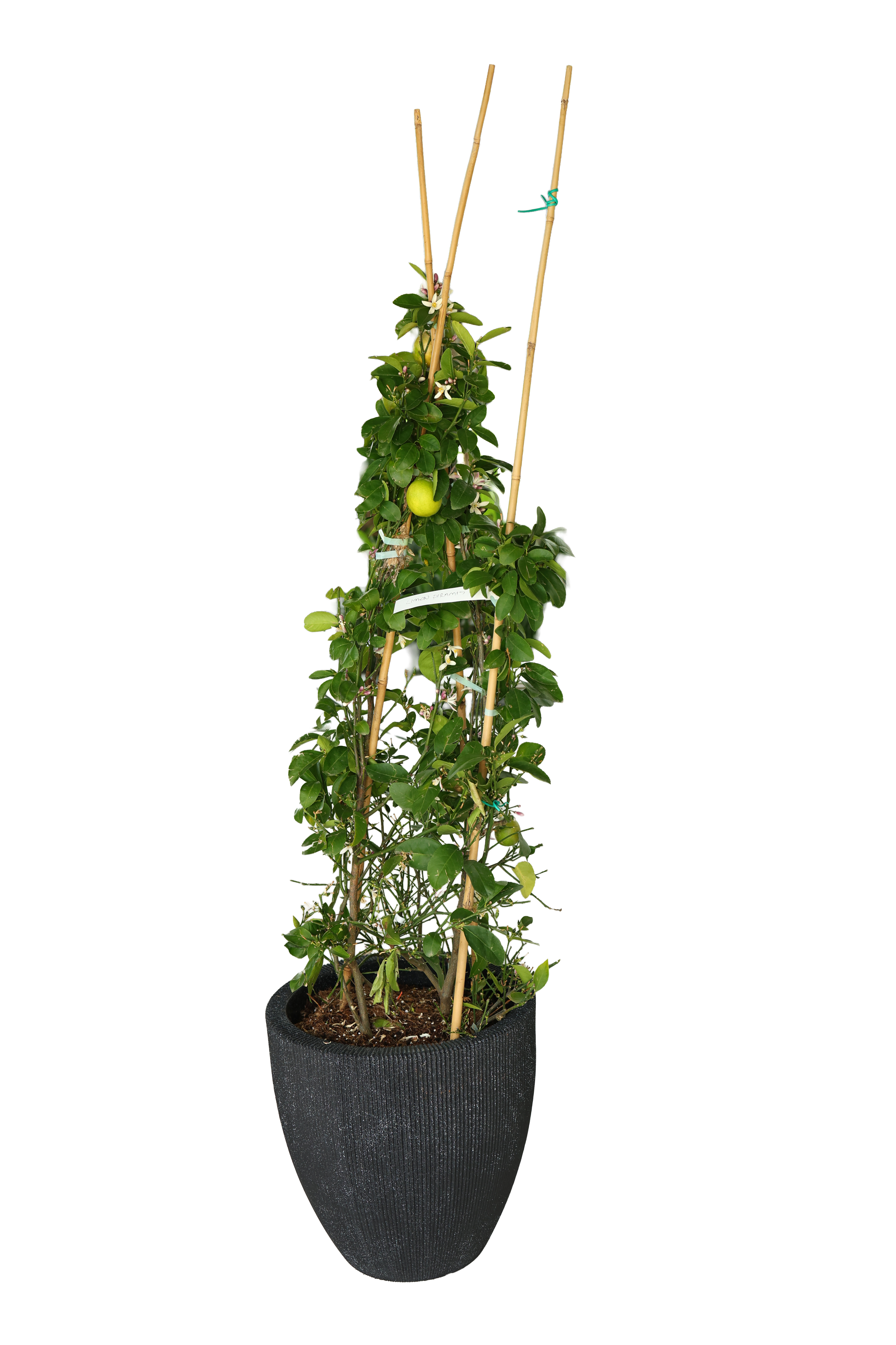 LİMON PRIMIT 55 LİTRE P45