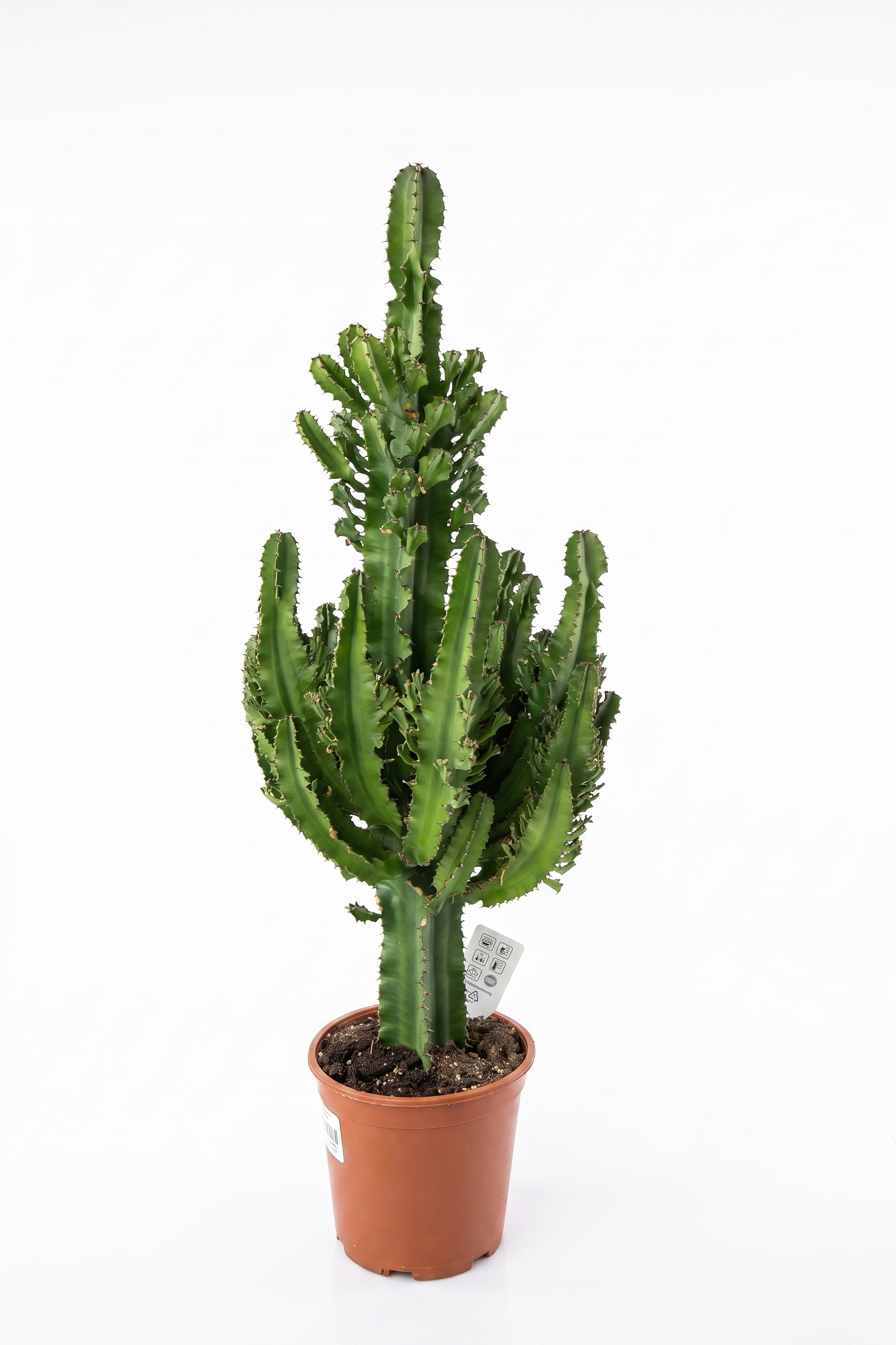 EUPHORBIA MIX P27