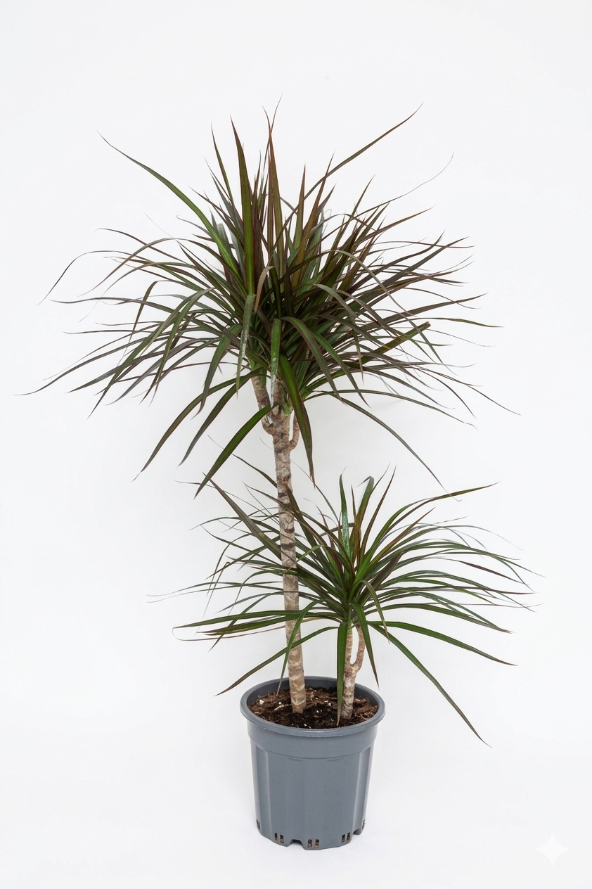 MARGINATA 2 Lİ