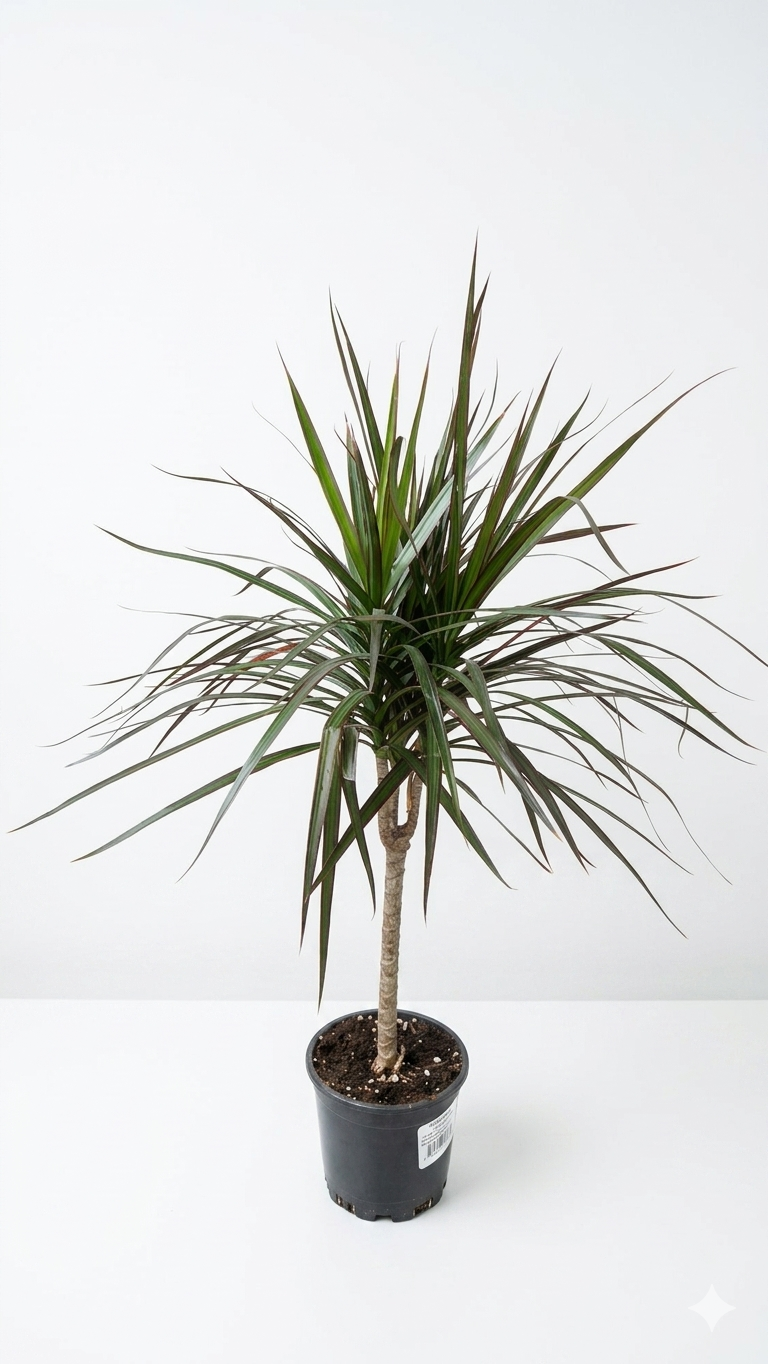 MARGINATA TEKLİ