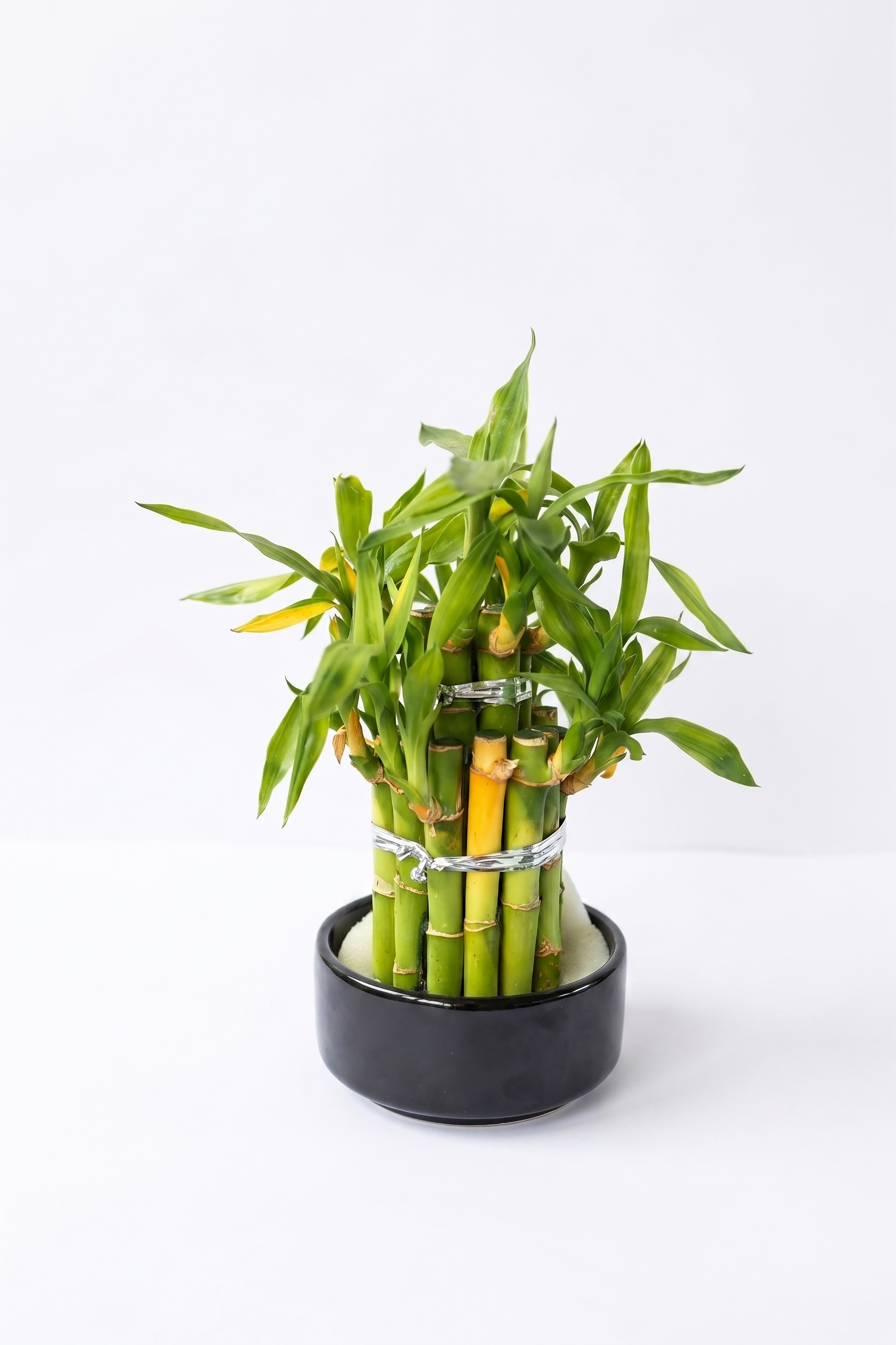DRACAENA SANDERIANA BAMBU