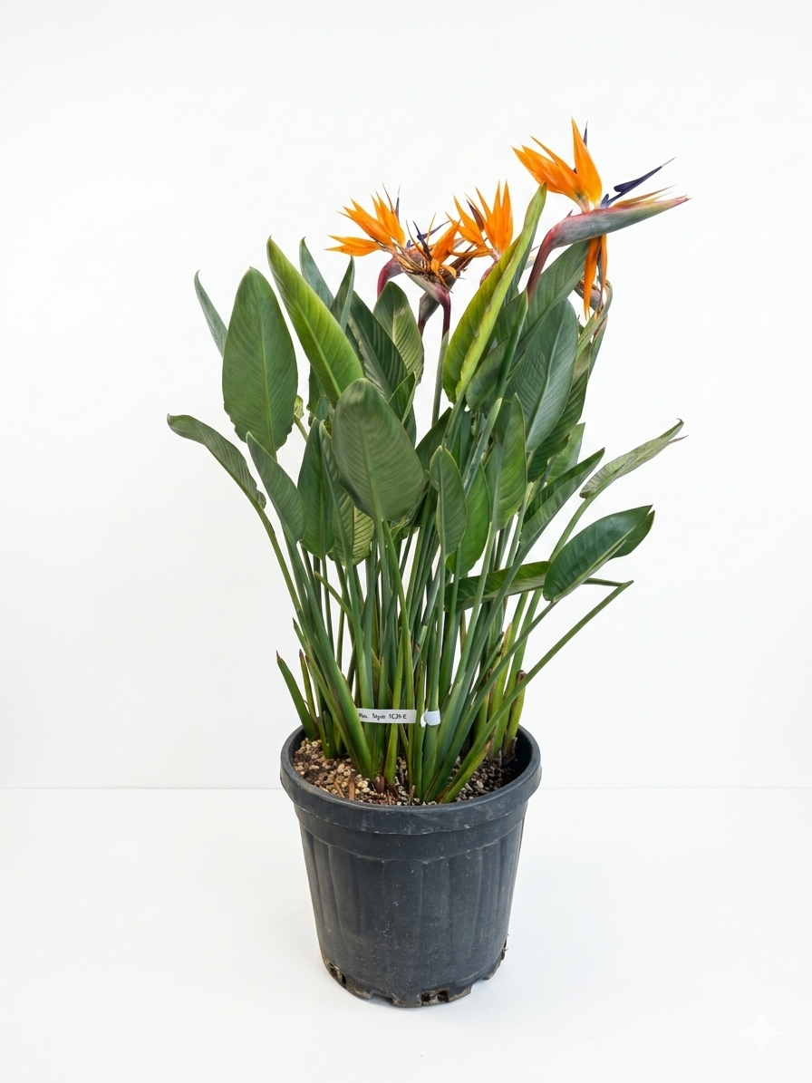STRELITZIA REGIENA BÜYÜK
