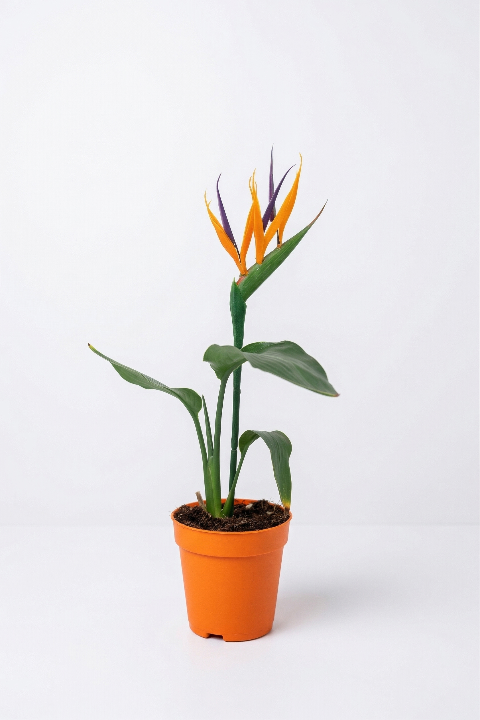 STRELITZIA NICOLAI KÜÇÜK