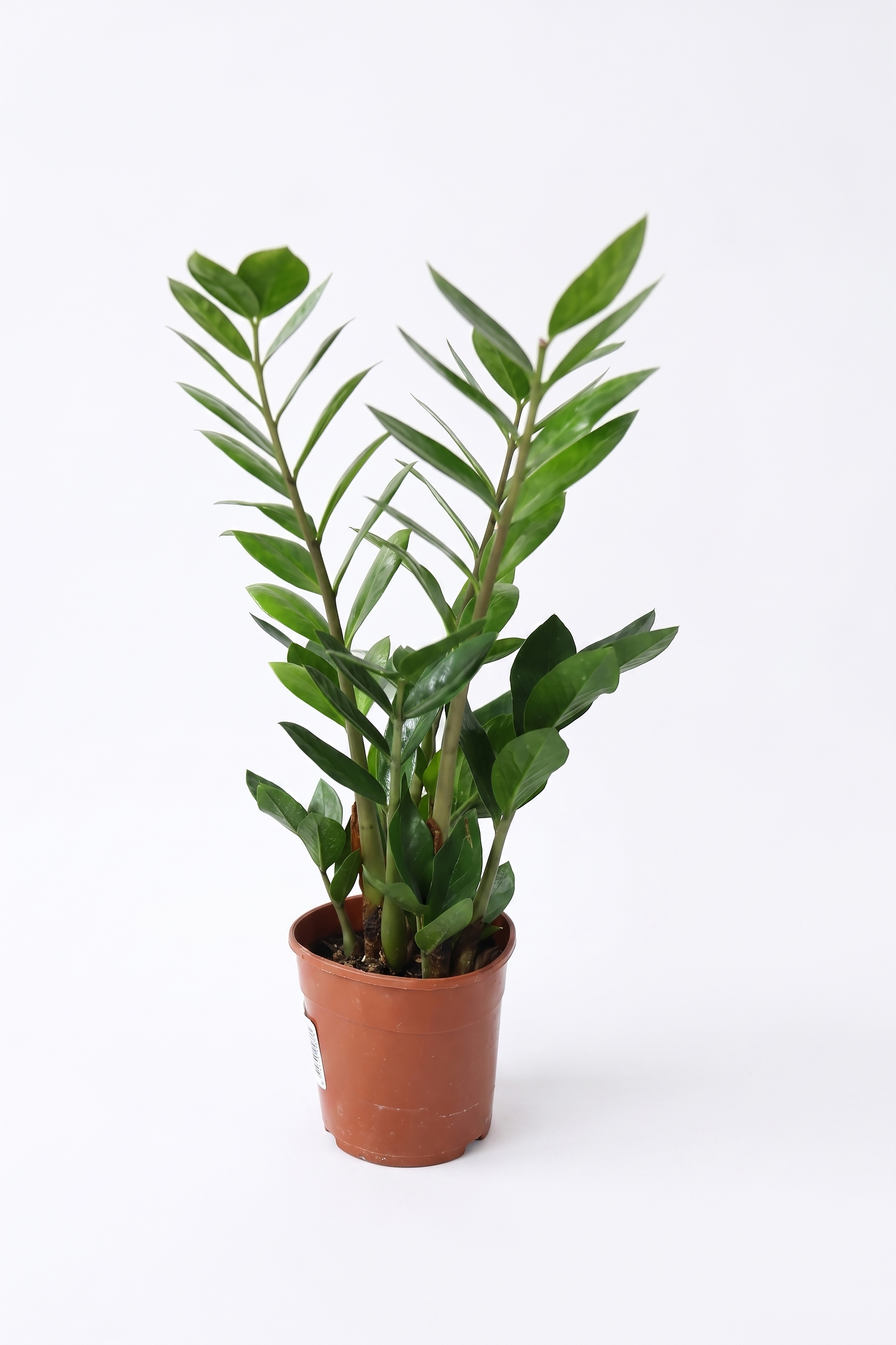 ZAMIOCULCAS P14