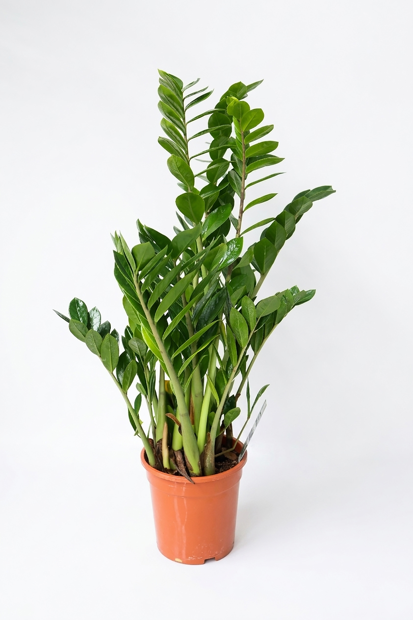 ZAMIOCULCAS P24
